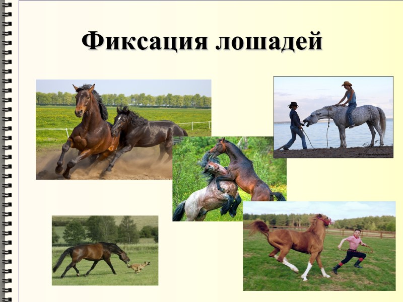 Фиксация лошадей